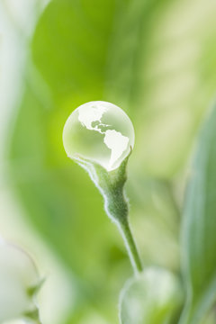 Glass globe resting on green stem