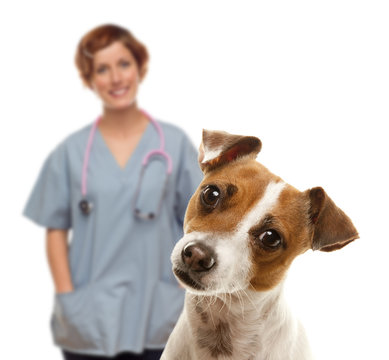 Jack Russell Terrier and Female Veterinarian Behind