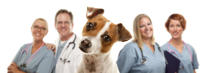 Jack Russell Terrier and Veterinarians Behind - obrazy, fototapety, plakaty