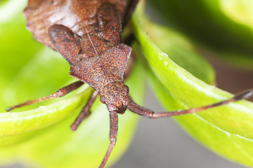 squash bug, macro photo