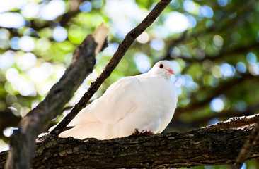 white dove on the tree