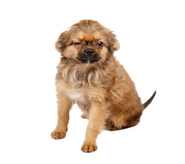 portrait of a cute purebred puppy chihuahua in front of white ba