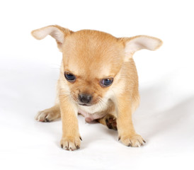 cute small chihuahua puppy sitting on white looking at camera is