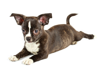 Obraz premium cute small chihuahua puppy sitting on white looking at camera is