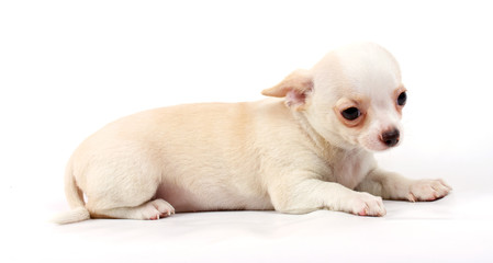 Fototapeta na wymiar cute small chihuahua puppy sitting on white looking at camera is
