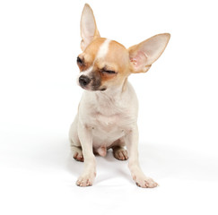 Funny puppy Chihuahua poses