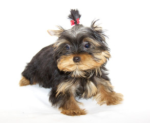 pupyy Yorkshire Terrier