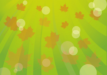 fall maple leaves on green background