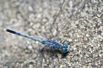 dragonfly in garden