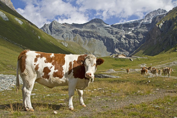 Fototapeta na wymiar Im Teischnitztal in Osttirol