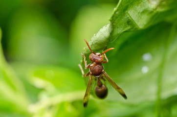 wasp in green nature or in garden
