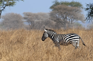 running zebra