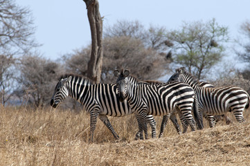 Fototapeta na wymiar walking zebras
