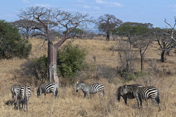 Fototapeta na wymiar zebry pod baobabów