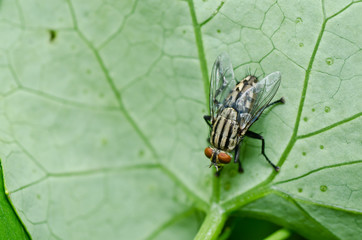 fly in green nature