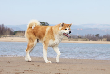 pas fatigu&eacute; de l'akita inu essouffl&eacute;