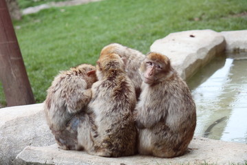 Monkey Family Meeting