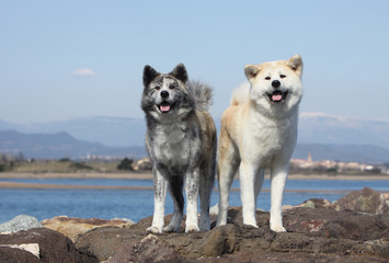 couple d' akita inu en bord de mer