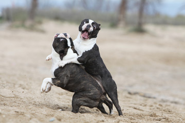 bagarre entre deux chiens boston terrier