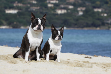 maman boston terrier et son petit assis sur la plage