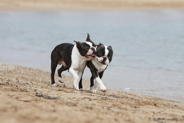 couple de boston terriers jouant sur la plage