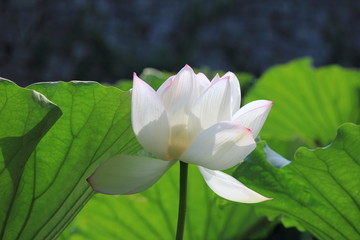 Obraz premium 蓮の花