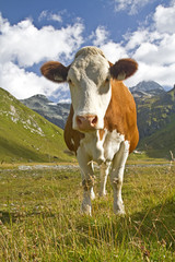 Fototapeta na wymiar Krowa w Teischnitztal
