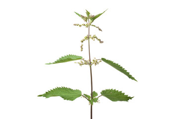 Common nettle (urtica dioica)