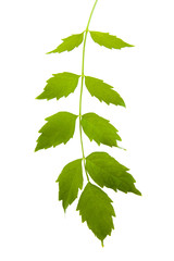 Fototapeta premium wild red green branch isolated on white background