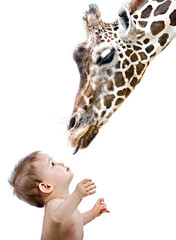 Giraffe und Mensch - 35032391