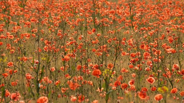 Mohnfeld. Mohnbl&uuml;ten