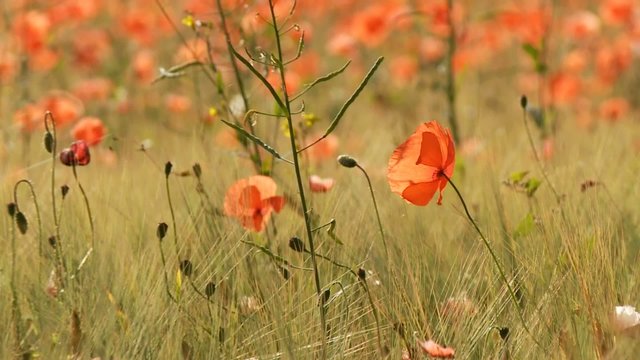 Mohnfeld, Sommer