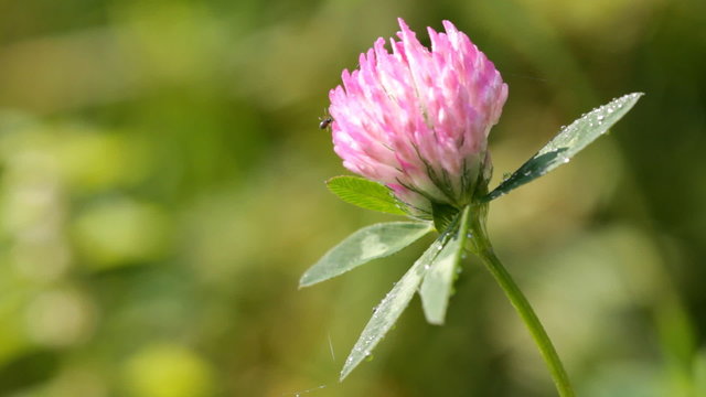 Clover flower  on a background  green grass