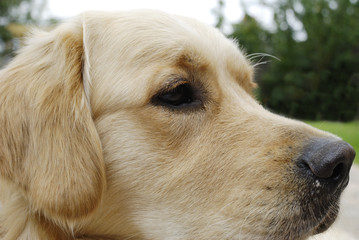 Head of Golden Retriever dog
