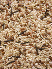 Variety of rice
