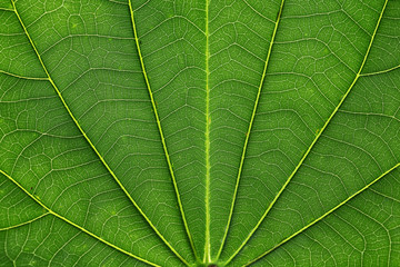 Green leaf vein for backgrounds