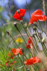 Close up shot of red poppy flowers