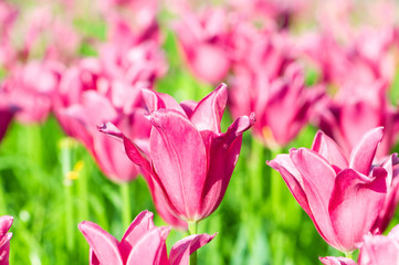 Tulip flowers in the park