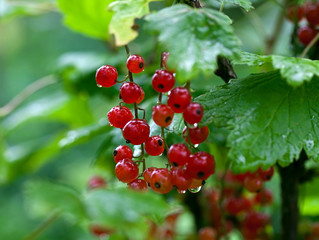 red currants