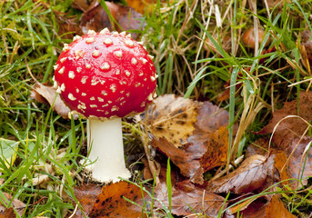 Fly Agaric Fairy Toadstool in Natural Setting