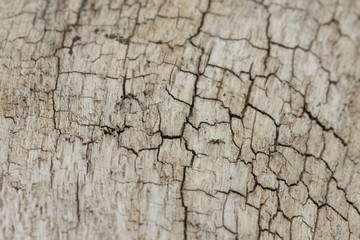 Tree Bark