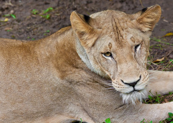 Obraz na płótnie Canvas Dzikiego lwa odpoczynku