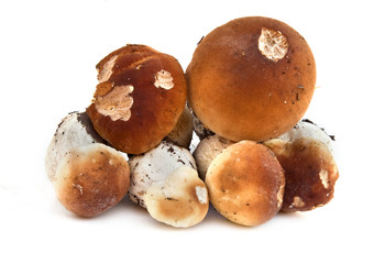 Fungus is the boletus