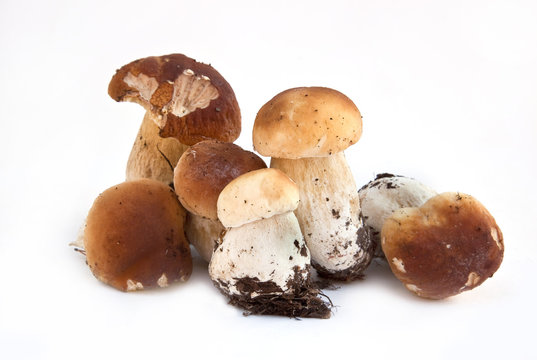 Fungus is the boletus