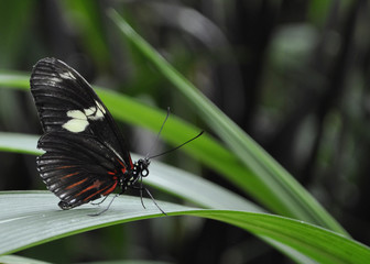 Beauty in Flight
