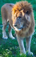 lion 2