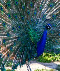 Obraz premium Peacock