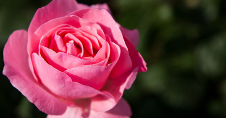 pink rose