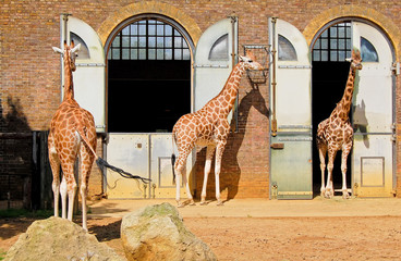 Naklejka premium Giraffes in the London Zoo at Regent Park