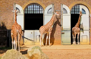 Foto op Canvas Giraffes in the London Zoo at Regent Park © kmiragaya